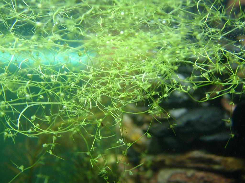 Aqua 027.jpg